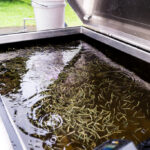 Salmon Release on Guichon Creek