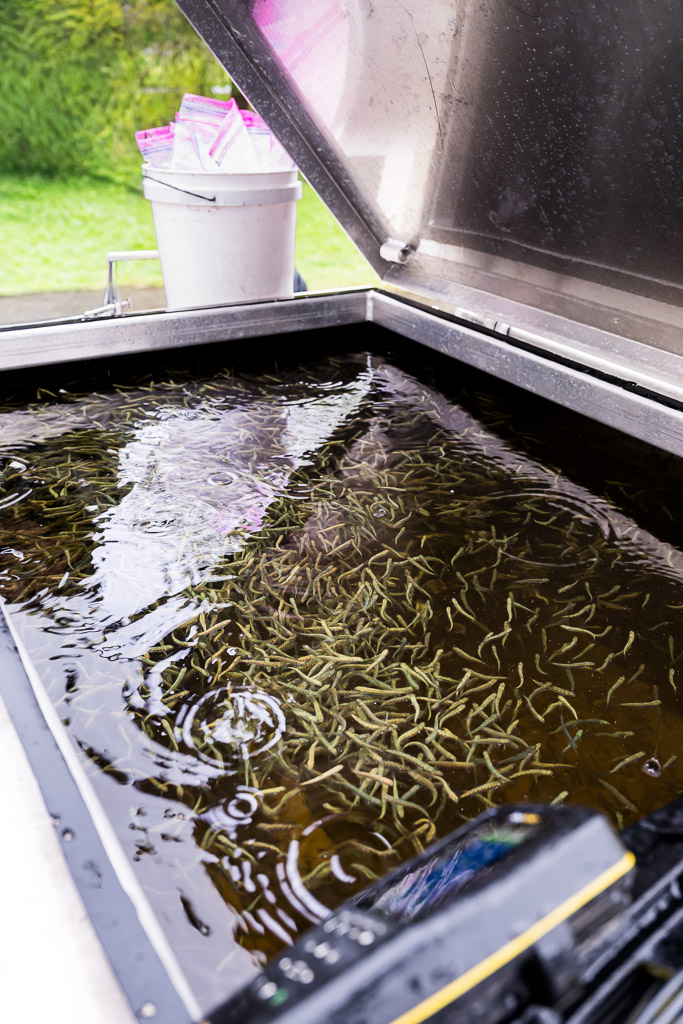 Salmon Release on Guichon Creek