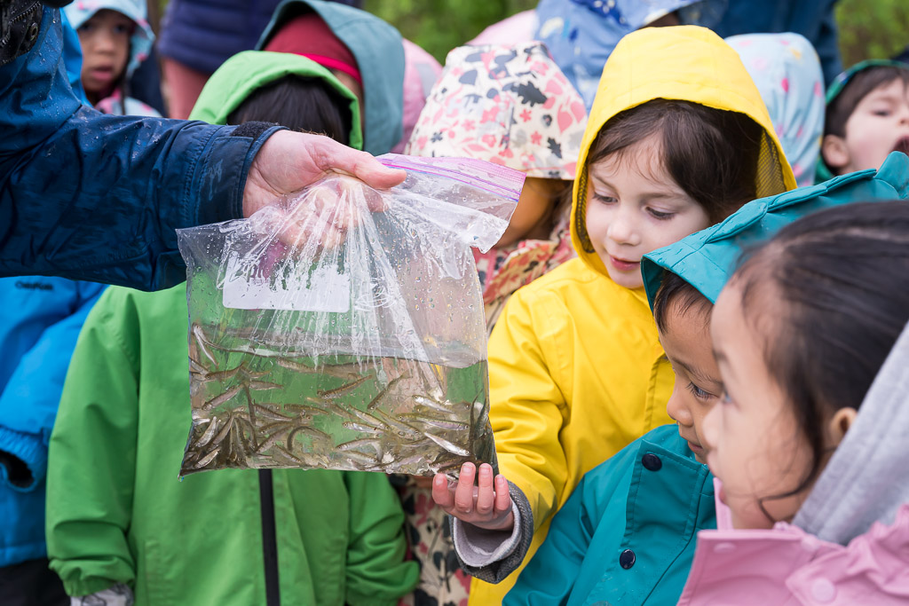 Salmon Release on Guichon Creek