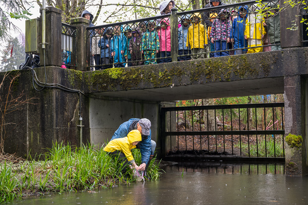 Salmon Release on Guichon Creek
