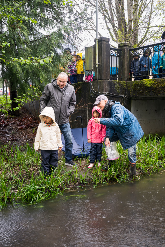 Salmon Release on Guichon Creek