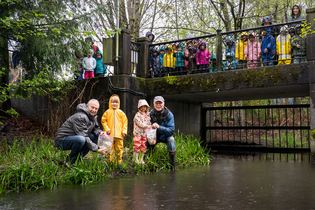 Salmon Release on Guichon Creek