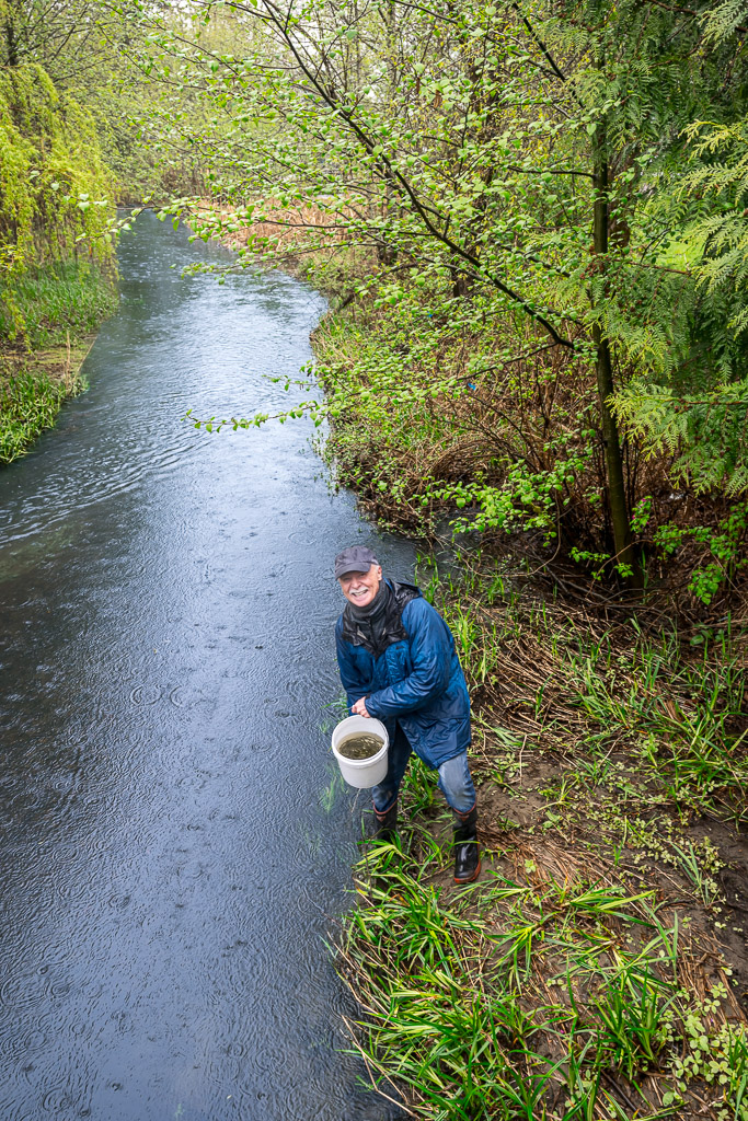Salmon Release on Guichon Creek