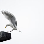 First Place Wild BCIT Photo Contest