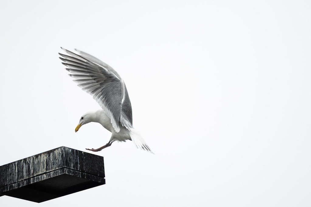 First Place Wild BCIT Photo Contest