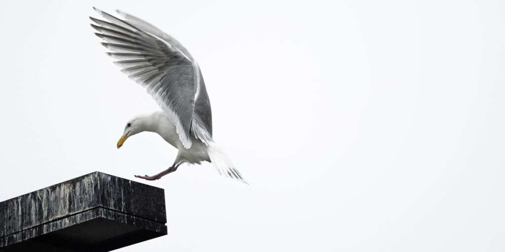 1st Place_michael-mckay-photo-contest_crop