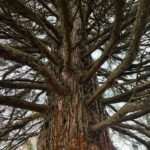Second Place Wild BCIT Photo Contest