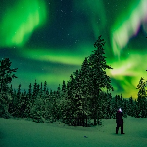 A pine tree with a green and yellow northern lights in the sky behind it.