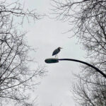 Runner Up Wild BCIT Photo Contest