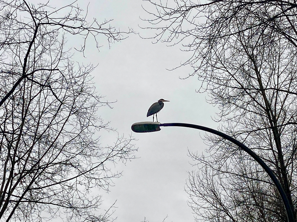 Runner Up Wild BCIT Photo Contest