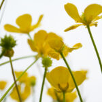 Runner Up Wild BCIT Photo Contest