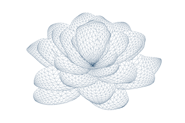 Wireframe illustration of succulent